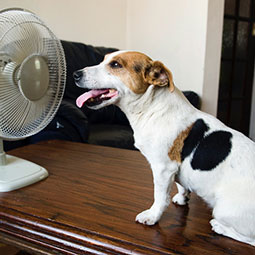 A properly functioning AC removes moisture from the air while it cools.