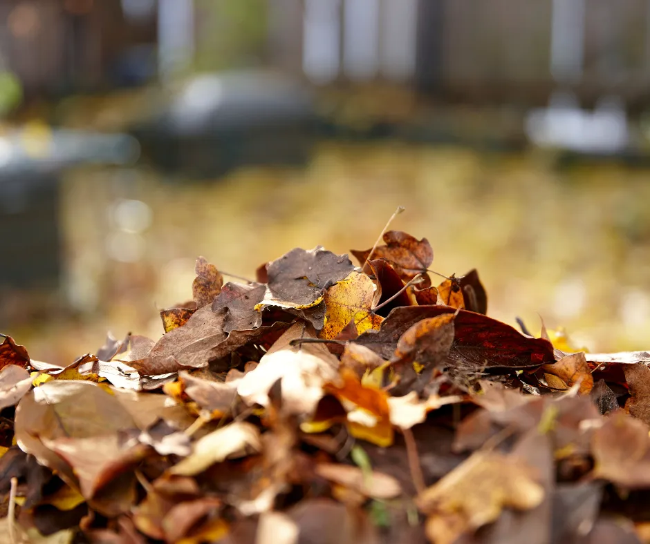 Pierce Refrigeration gives homeowners advice on how to avoid leaf buildup around outdoor HVAC units.
